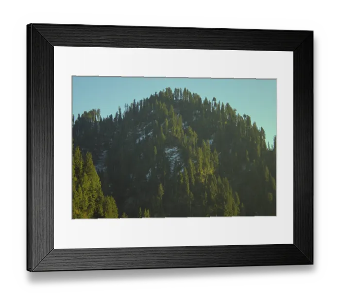 Framed Print : Snow Dusted Fir Tree Forest on a Mountain Slope Framed Print : Snow Dusted Fir Tree Forest on a Mountain Slope