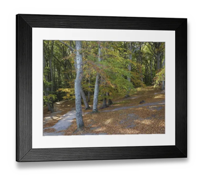 Framed Print : Autumn forest with sunlight streaming through the trees Framed Print : Autumn forest with sunlight streaming through the trees
