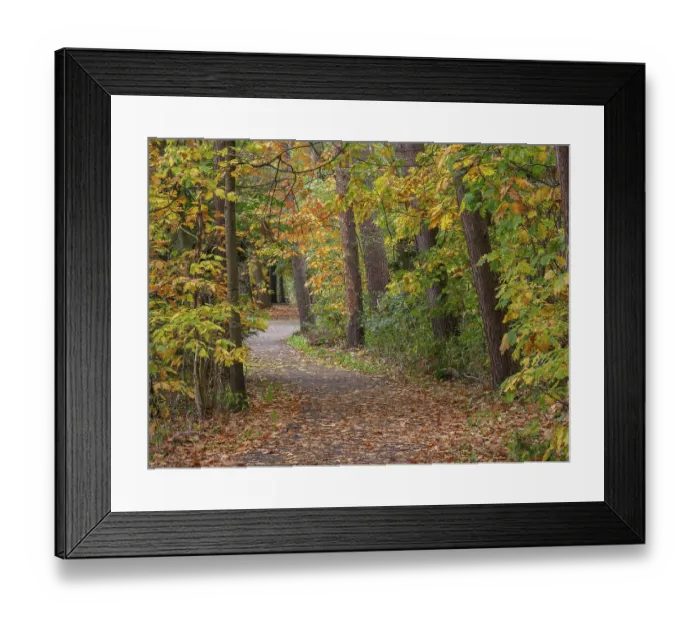 Framed Print : Autumnal forest path covered with leaves