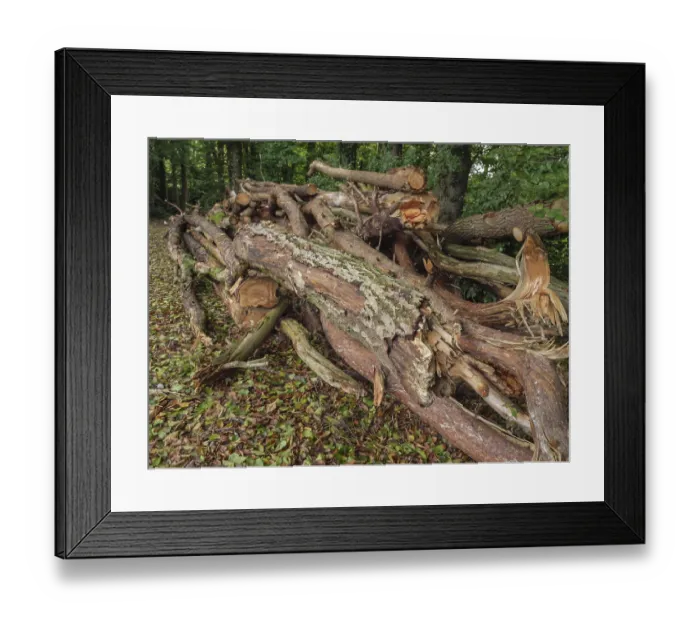 Framed Print : Piled tree trunks and branches in a wooded area