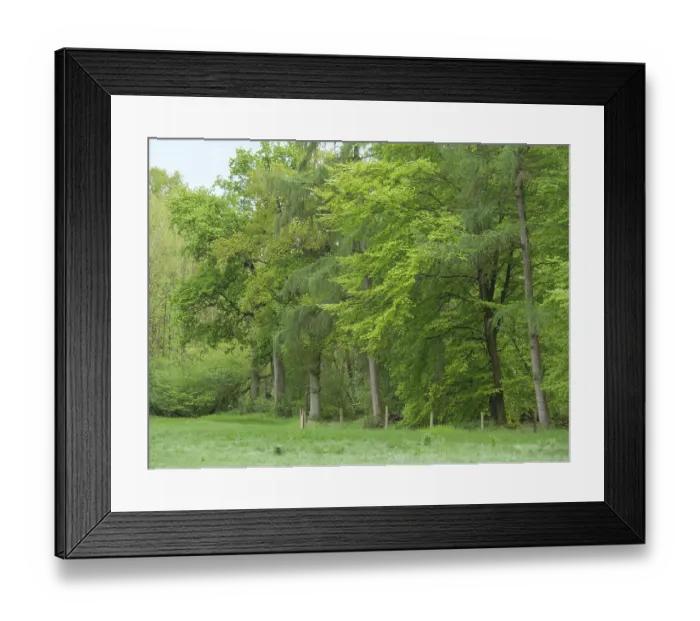 Framed Print : Green forest with dense, diverse trees and a peaceful atmosphere Framed Print : Green forest with dense, diverse trees and a peaceful atmosphere