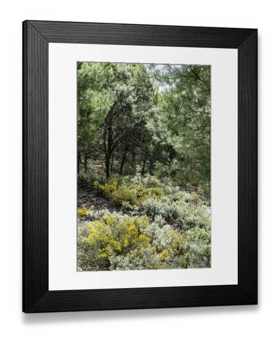 Framed Print : Mediterranean pine, conifer, hiking trail