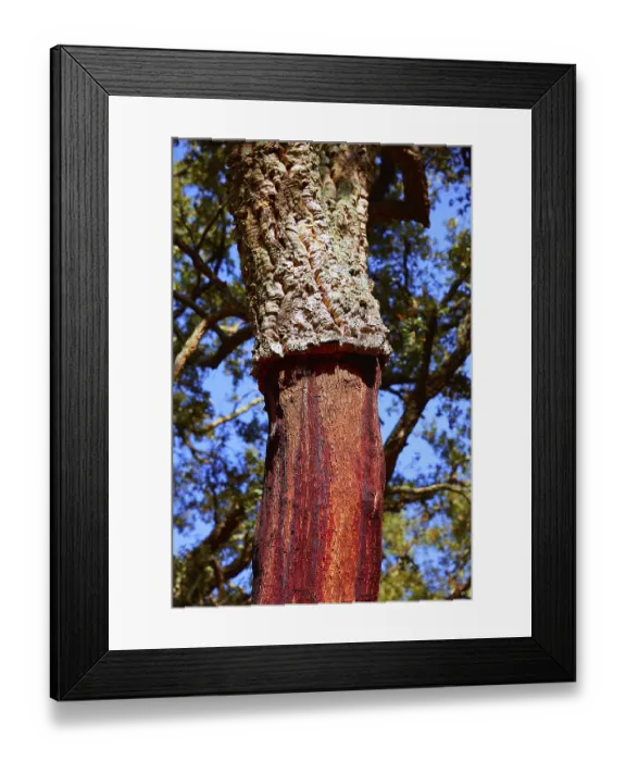 Framed Print : Castellon alcornocal in Sierra Espadan cork tree forest in Valencian Community of Spain Framed Print : Castellon alcornocal in Sierra Espadan cork tree forest in Valencian Community of Spain