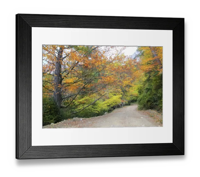 Framed Print : Autumn fall colorful golden yellow leaves beech forest trees Framed Print : Autumn fall colorful golden yellow leaves beech forest trees