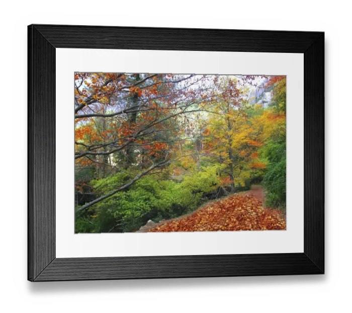 Framed Print : Autumn fall beech forest track yellow golden leaves scenics