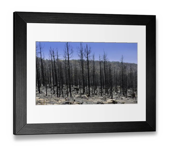 Framed Print : Black ashes of canary pine after forest fire at Teide National park in summer 2012 Framed Print : Black ashes of canary pine after forest fire at Teide National park in summer 2012