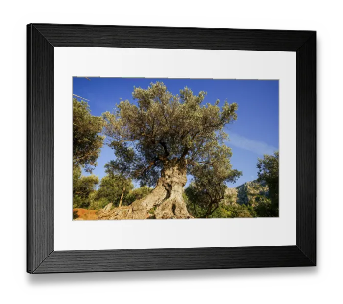 Framed Print : Olivenhain in Cap des Vent, Deia