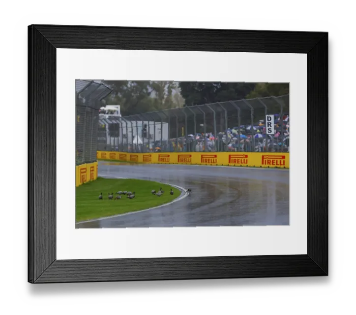 Framed Print : Ducks on circuit as storms hit at the 2025 Australian Grand Prix at Albert Park in Melbourne