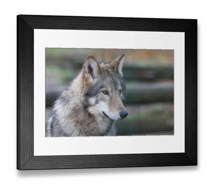 Framed Print : Wolf (Canis lupus)