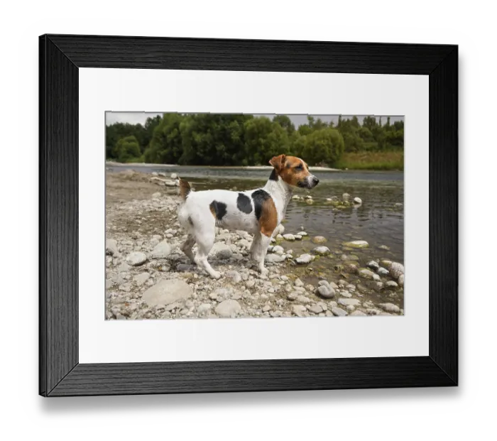 Framed Print : Small Jack Russell terrier dog standing by the river Framed Print : Small Jack Russell terrier dog standing by the river