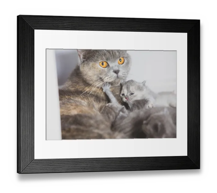 Framed Print : Young cat mom with her babies while breastfeeding