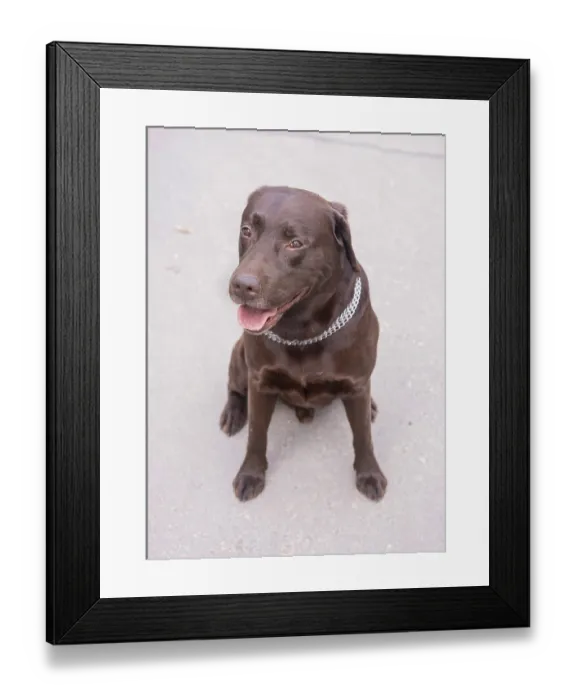 Framed Print : Brown Labrador sits on the road