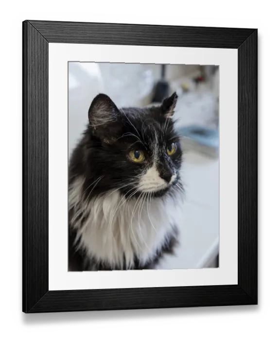 Framed Print : Domestic black cat with white chest and yellow eyes Framed Print : Domestic black cat with white chest and yellow eyes