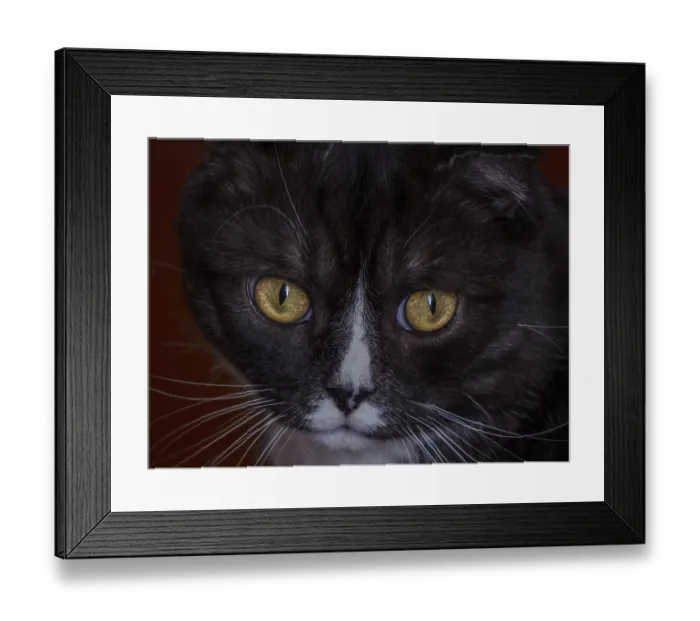 Framed Print : Surprised black cat with yellow eyes close up