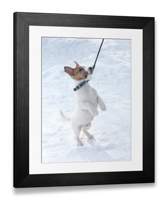 Framed Print : Jack Russell puppy stands on his hind legs