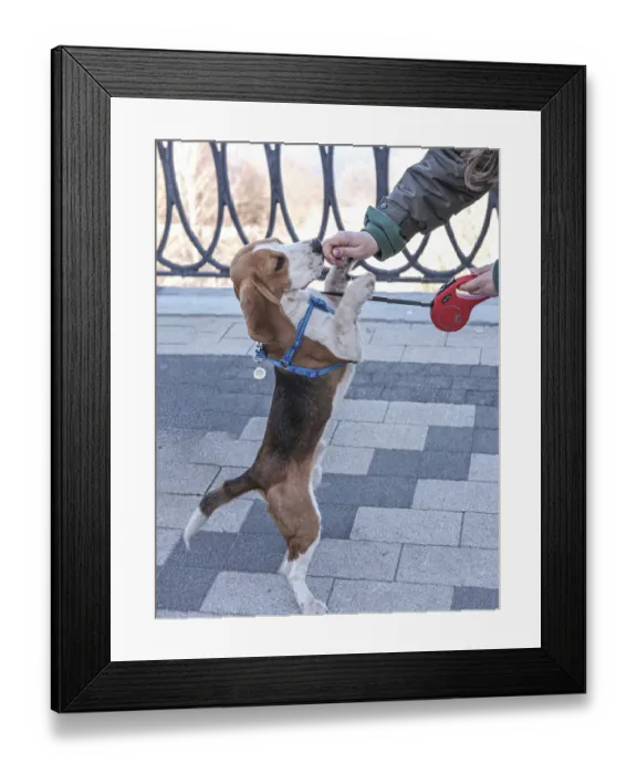 Framed Print : Beagle puppy - a hunting dog stands on its hind legs