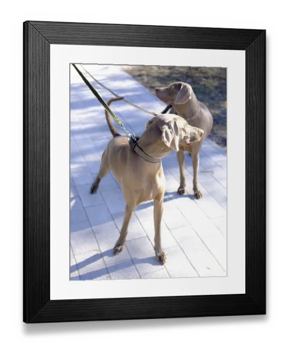 Framed Print : Two short-haired sporting dogs - Hungarian Vizsla