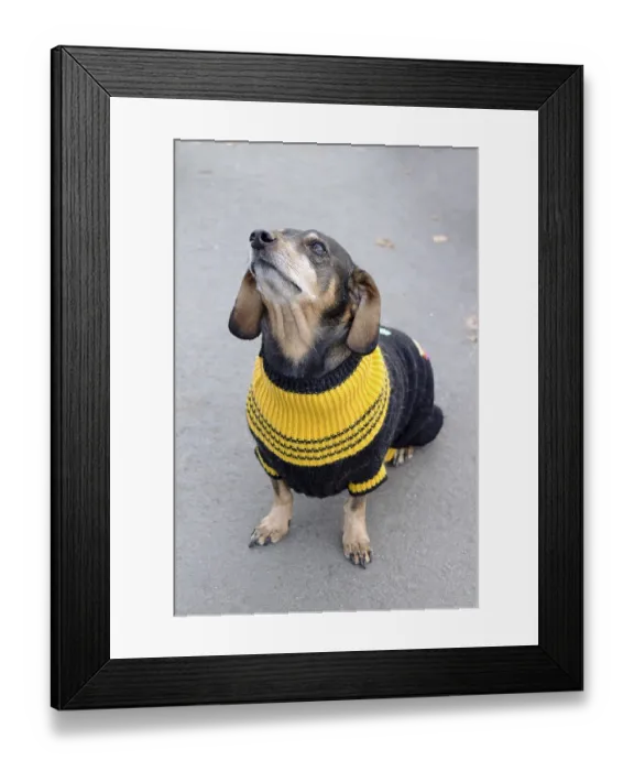 Framed Print : Cute dachshund dog in a sweater Framed Print : Cute dachshund dog in a sweater