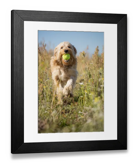 Framed Print : A dog with a ball in its mouth runs across the meadow straight at the viewer