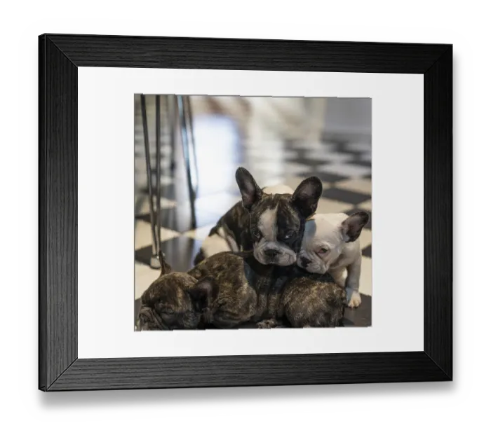 Framed Print : Three adorable French bulldogs puppies