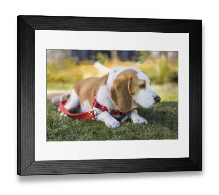 Framed Print : Beagle dog resting on lawn while wearing a red harness