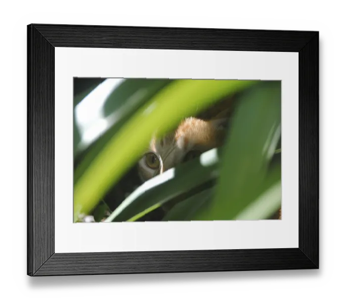Framed Print : Cat hiding behind a plant