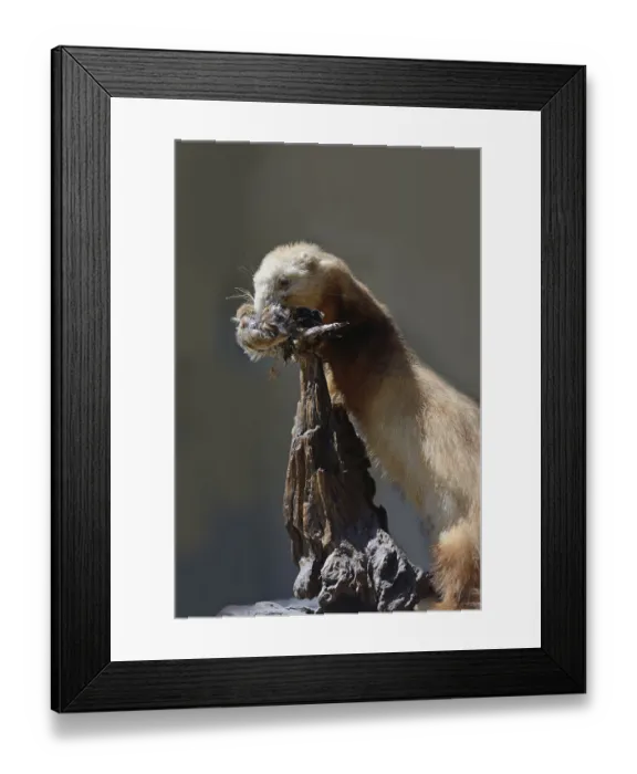 Framed Print : Scourge of the New Zealand bush Framed Print : Scourge of the New Zealand bush