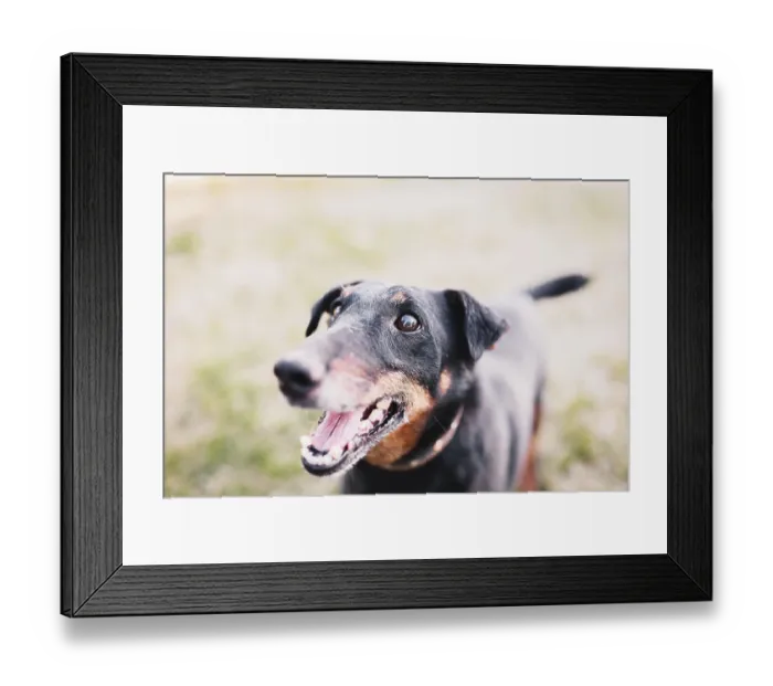 Framed Print : Close-up of an excited Doberman on grassy field with open mouth
