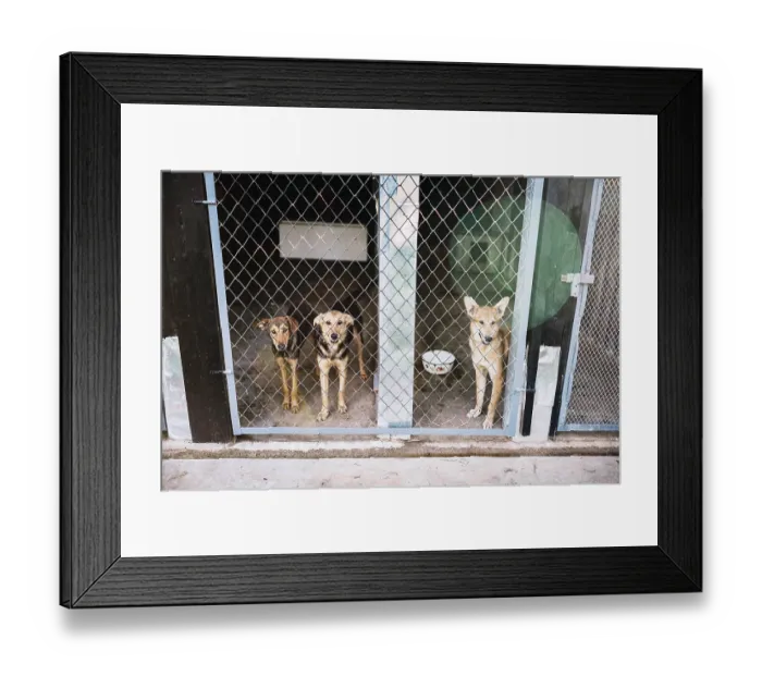 Framed Print : Three dogs stand behind a fence in a kennel Framed Print : Three dogs stand behind a fence in a kennel