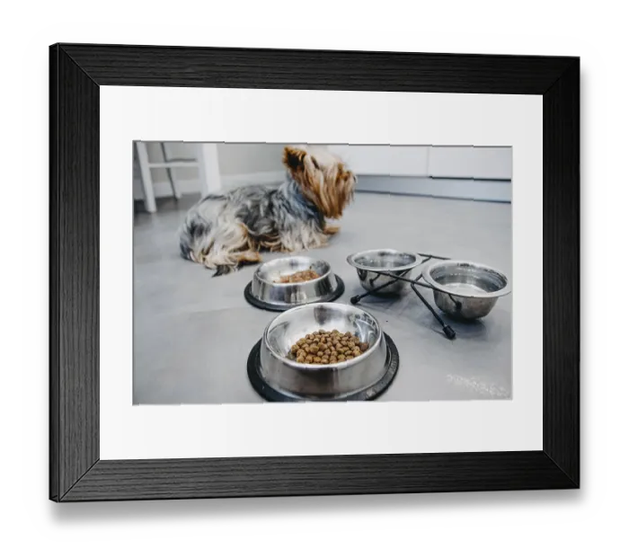 Framed Print : A dog next to metal bowls filled with kibble and water Framed Print : A dog next to metal bowls filled with kibble and water