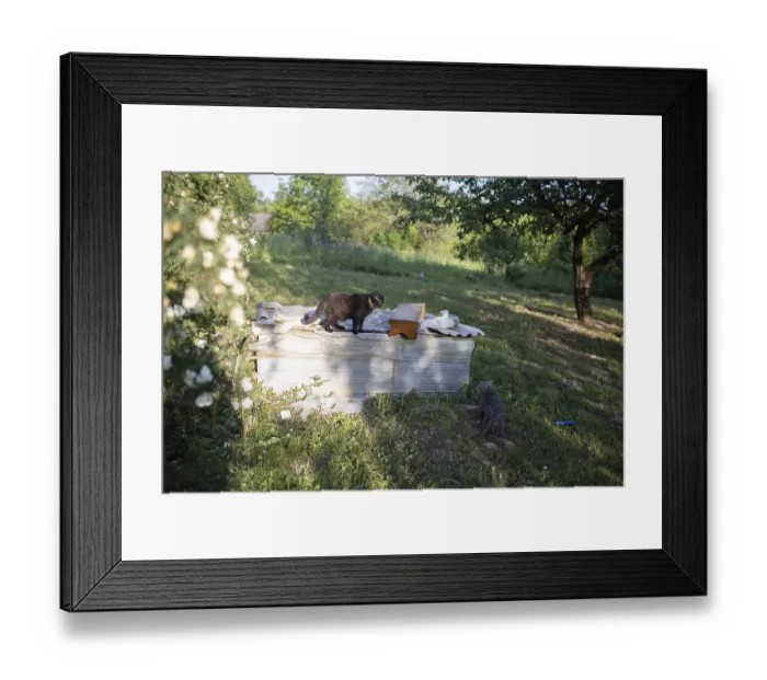 Framed Print : Black cat on wooden box and another on ground in a sunlit garden