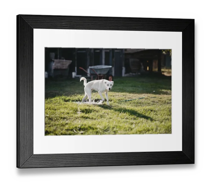 Framed Print : A white dog standing on grass in an outdoor setting with a wheelbarrow nearby