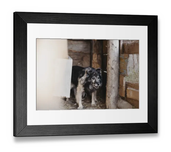 Framed Print : A fluffy dog stands in a wooden kennel