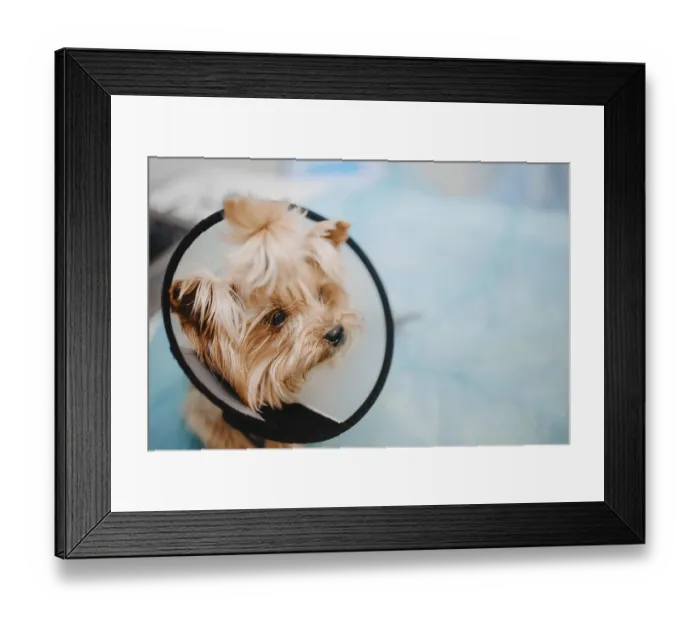 Framed Print : Close-up of a small dog wearing a cone in a veterinary setting