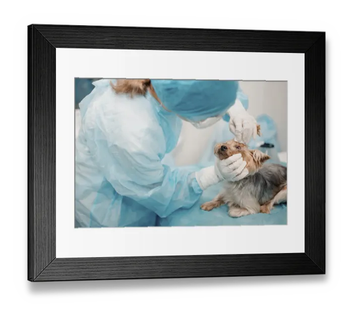 Framed Print : A small dog being examined by a veterinarian wearing blue scrubs and gloves
