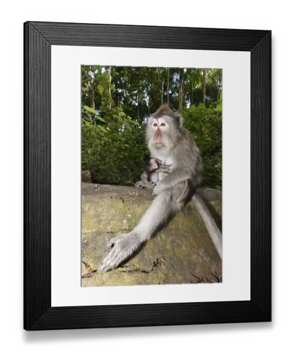 Framed Print : Javanese monkey, Macaca fascicularis Framed Print : Javanese monkey, Macaca fascicularis