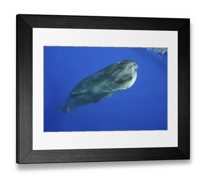 Framed Print : Sperm whale, Physeter macrocephalus