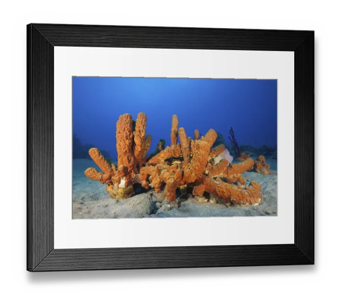 Framed Print : Sponges on the reef, Aplysina fistularis Framed Print : Sponges on the reef, Aplysina fistularis