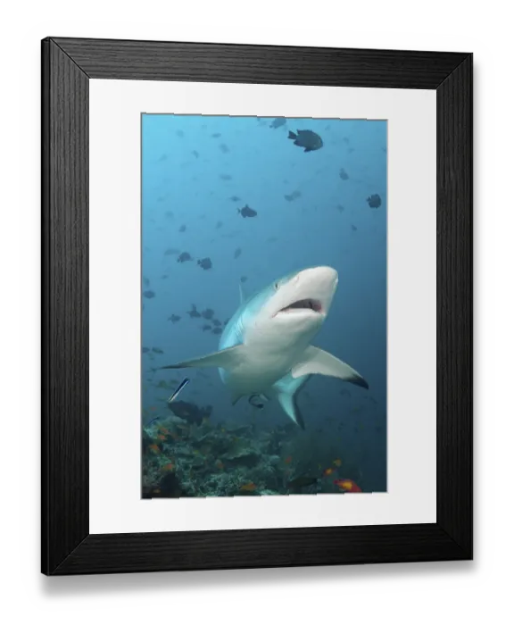 Framed Print : Grey reef shark, Carcharhinus amblyrhynchos Framed Print : Grey reef shark, Carcharhinus amblyrhynchos