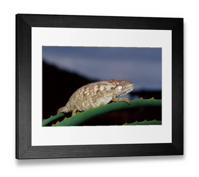 Framed Print : Eastern dwarf chameleon, Bradypodion ventrale