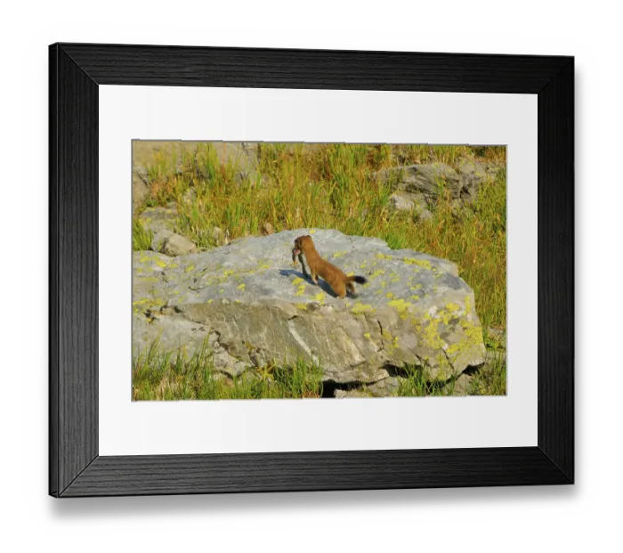 Framed Print : Ermine with frog as prey. weasel