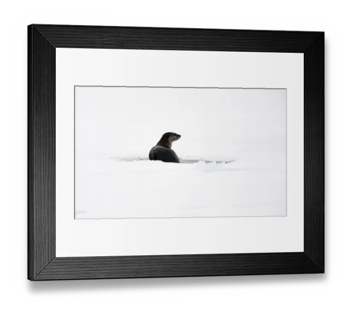Framed Print : Otter in Winter Saskatchewan Canada Prince Albert National Park