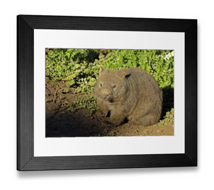Framed Print : Common Wombat (Vombatus ursinus) Framed Print : Common Wombat (Vombatus ursinus)