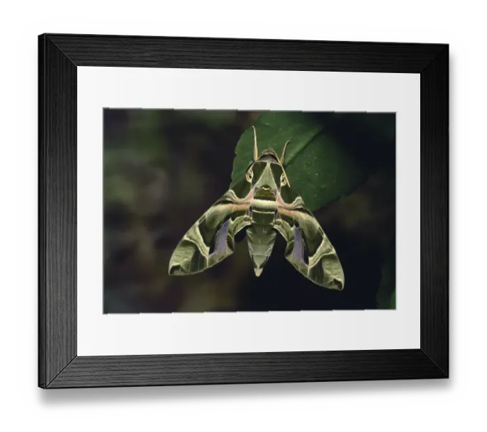 Framed Print : Insects, moth Indian oleander hawkmoth daphnis nerii