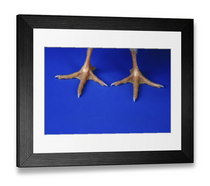 Framed Print : Poultry, Detail of Chicks of Legs Framed Print : Poultry, Detail of Chicks of Legs