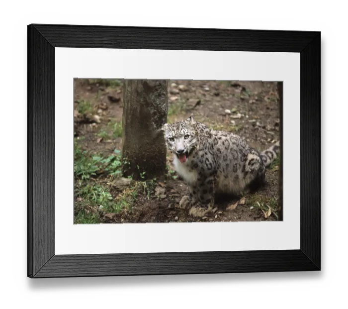 Framed Print : Snow Leopard (Panthera uncia) or Ounce Framed Print : Snow Leopard (Panthera uncia) or Ounce
