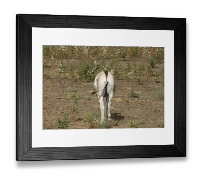 Framed Print : Wild Ass Equus Hemionus Pallas in cotton field