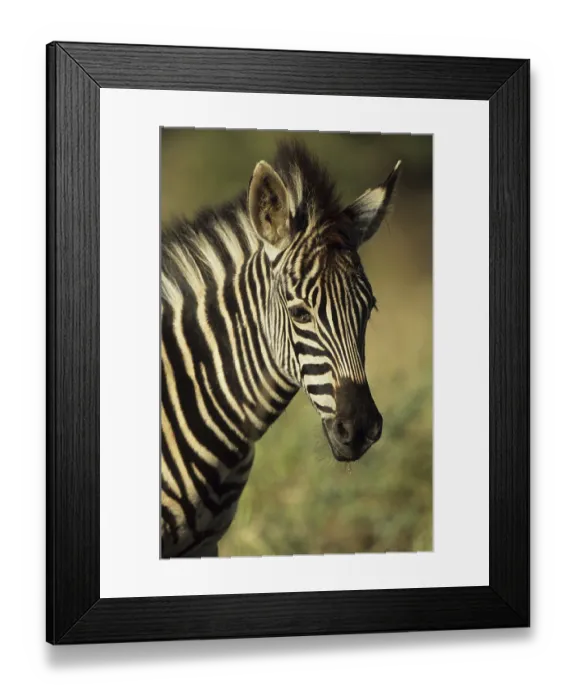 Framed Print : Zebra (Equus quagga) Framed Print : Zebra (Equus quagga)