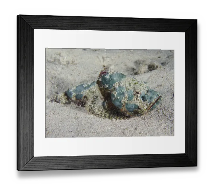 Framed Print : Humpback scorpionfish (Scorpaenopsis diabolus)