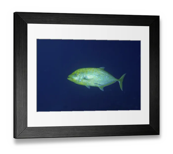 Framed Print : Lemon trevally (Carangoides bajad)